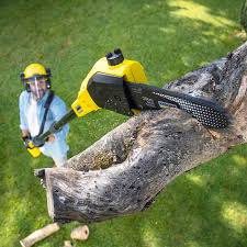 Best Tree Fertilization  in Matteson, IL